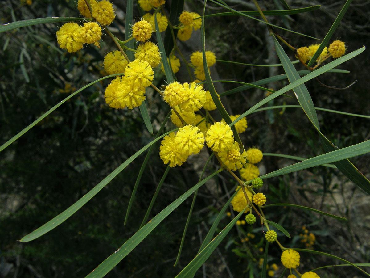 Akácie (Kapinice) pryskyřičnatá (Acacia retinodes Schltdl.)