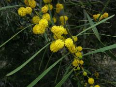 Akácie (Kapinice) pryskyřičnatá (Acacia retinodes Schltdl.)