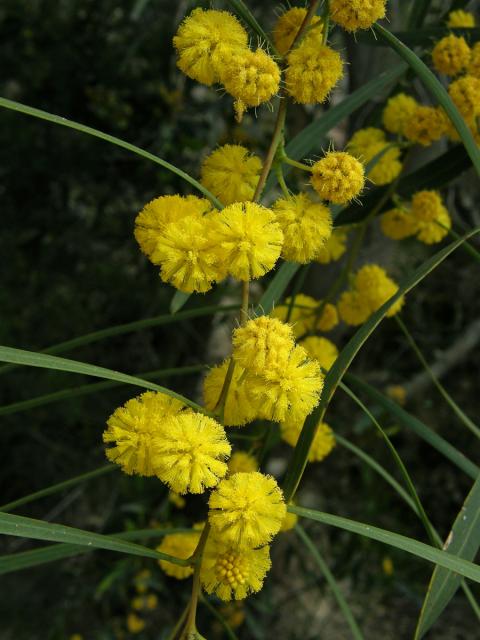 Akácie (Kapinice) pryskyřičnatá (Acacia retinodes Schltdl.)