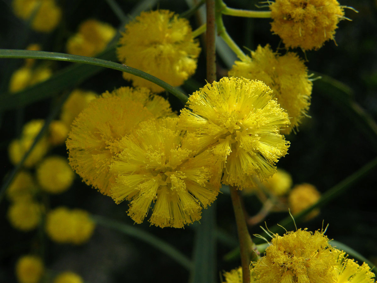 Akácie (Kapinice) pryskyřičnatá (Acacia retinodes Schltdl.)