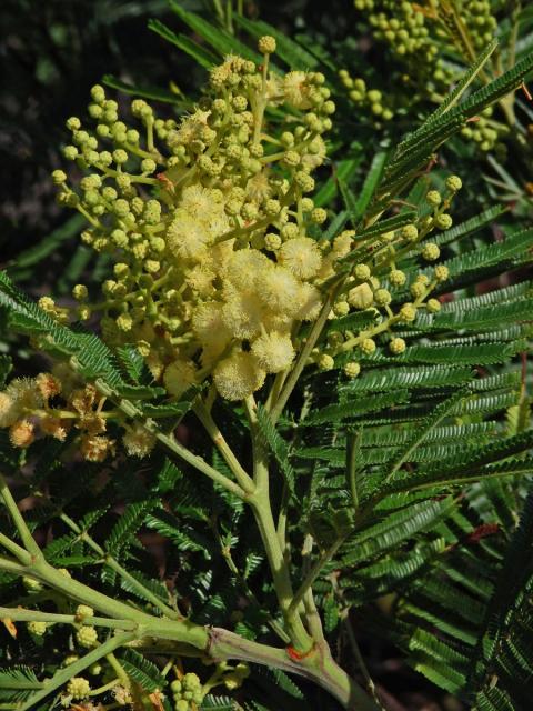 Akácie (Kapinice) (Acacia mearnsii De Wild.)