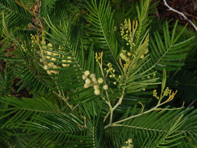 Akácie (Kapinice) (Acacia mearnsii De Wild.)