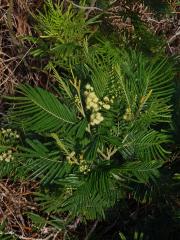 Akácie (Kapinice) (Acacia mearnsii De Wild.)