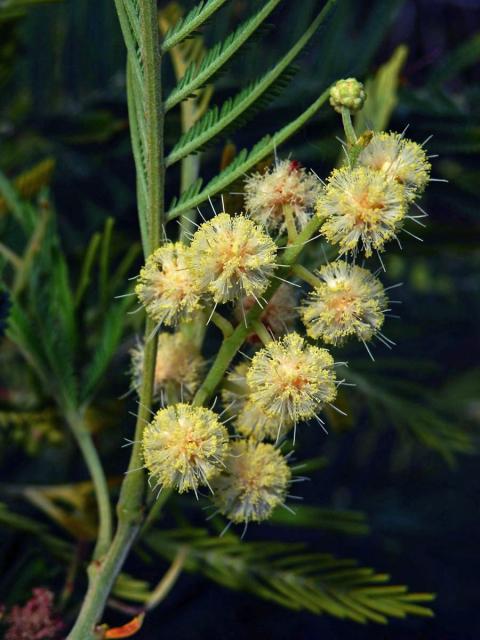 Akácie (Kapinice) (Acacia mearnsii De Wild.)