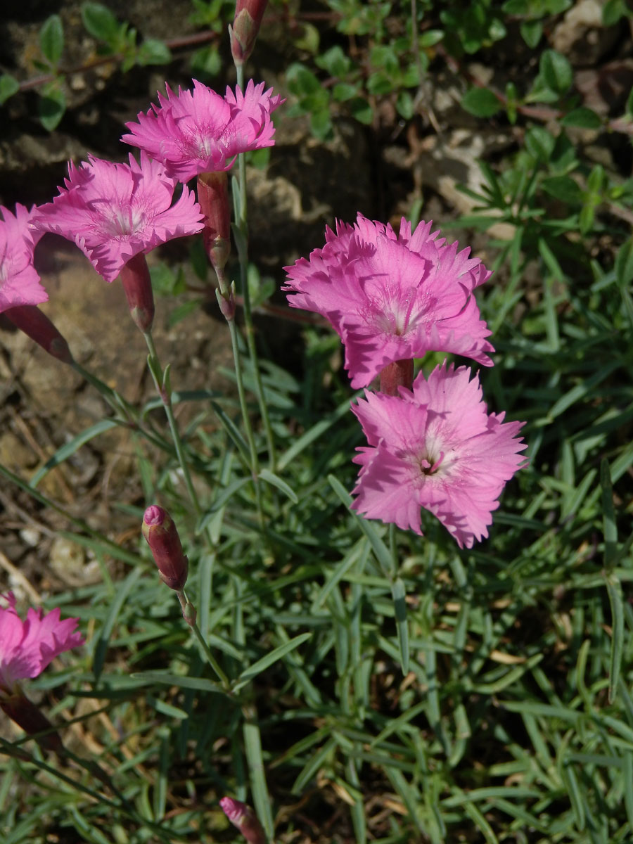 Hvozdík sivý (Dianthus gratianopolitanus Vill.)