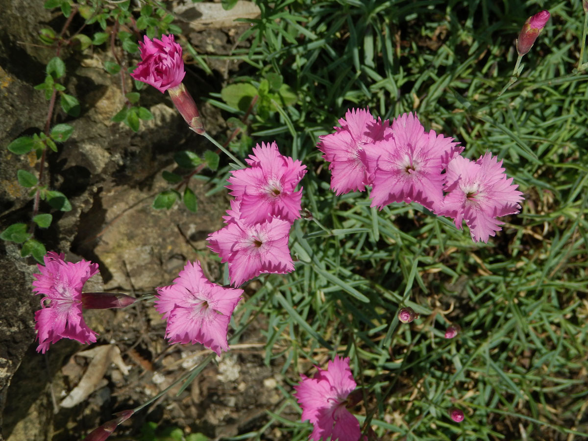 Hvozdík sivý (Dianthus gratianopolitanus Vill.)