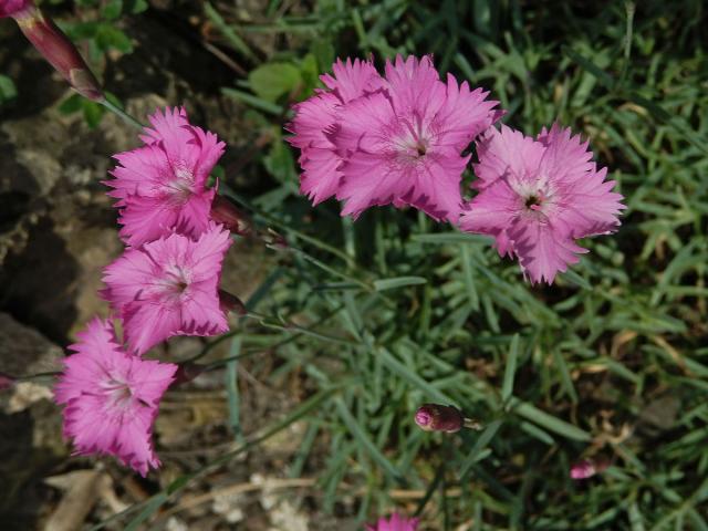 Hvozdík sivý (Dianthus gratianopolitanus Vill.)