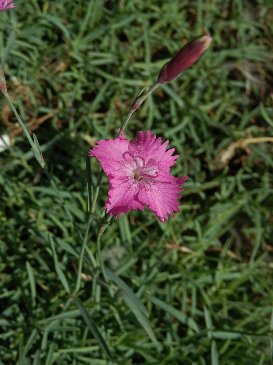 Hvozdík sivý (Dianthus gratianopolitanus Vill.)