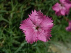 Hvozdík sivý (Dianthus gratianopolitanus Vill.)