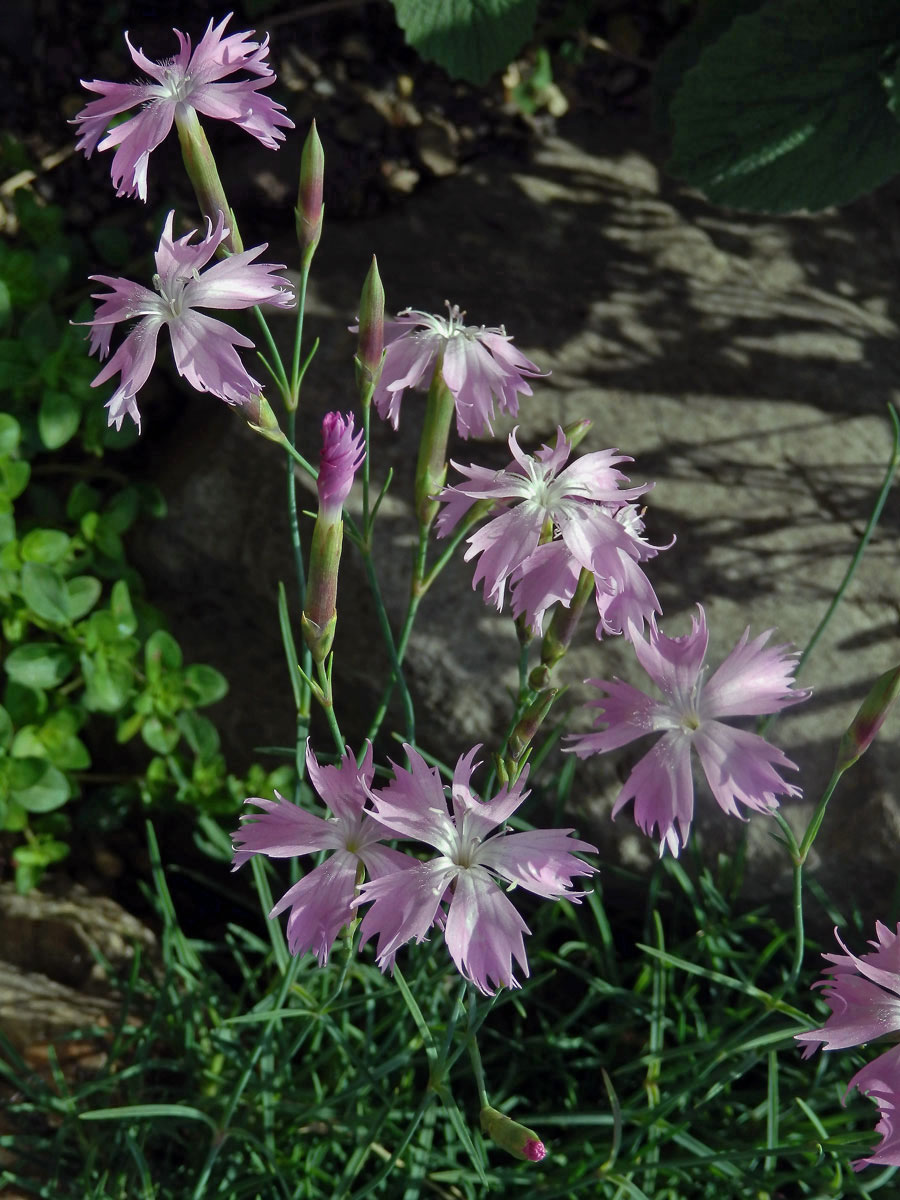 Hvozdík moravský (Dianthus moravicus Kovanda)