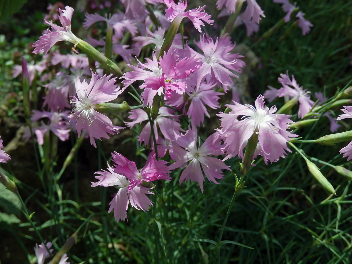 Hvozdík moravský (Dianthus moravicus Kovanda)