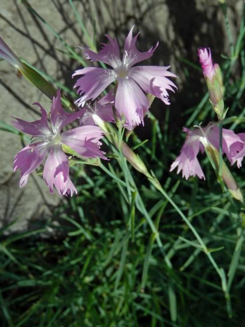 Hvozdík moravský (Dianthus moravicus Kovanda)