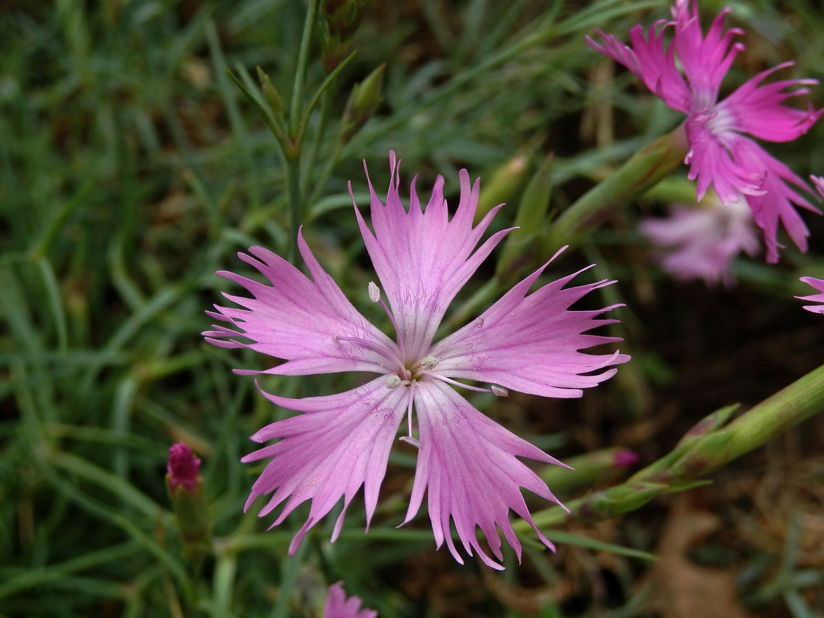 Hvozdík moravský (Dianthus moravicus Kovanda)