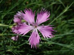 Hvozdík moravský (Dianthus moravicus Kovanda)