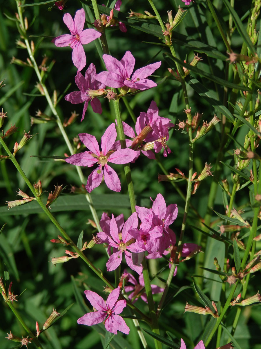 Kyprej prutnatý (Lythrum virgatum L.)