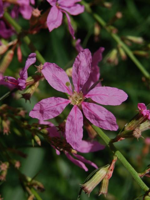 Kyprej prutnatý (Lythrum virgatum L.)