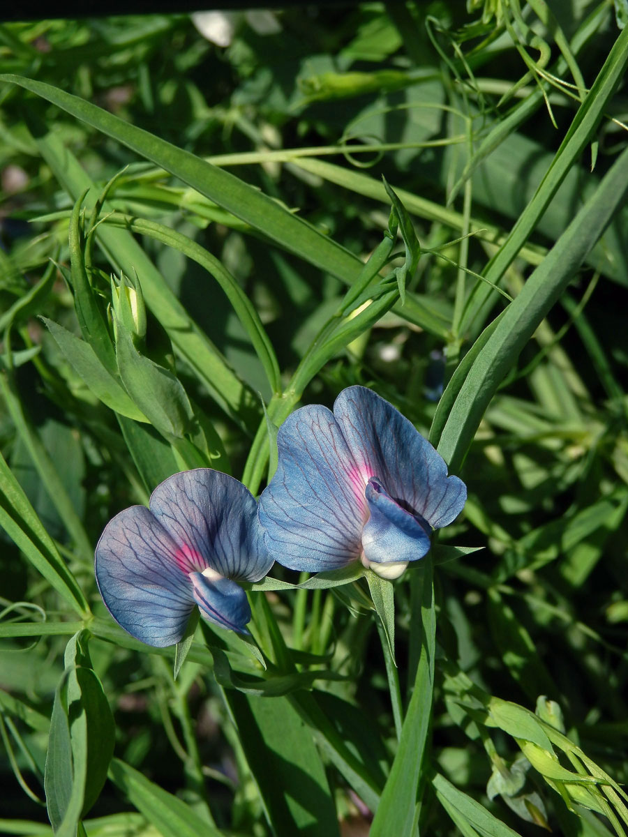 Hrachor cizrnový (Lathyrus cicera L.)