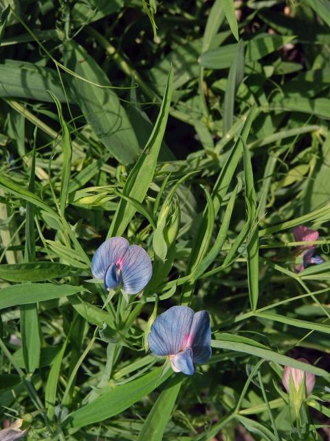 Hrachor cizrnový (Lathyrus cicera L.)