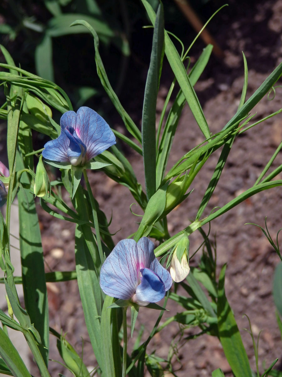 Hrachor cizrnový (Lathyrus cicera L.)