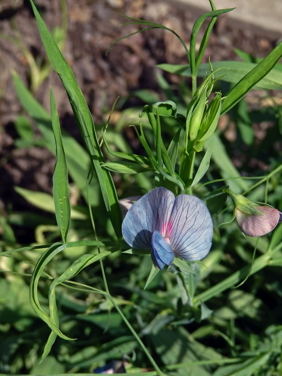 Hrachor cizrnový (Lathyrus cicera L.)