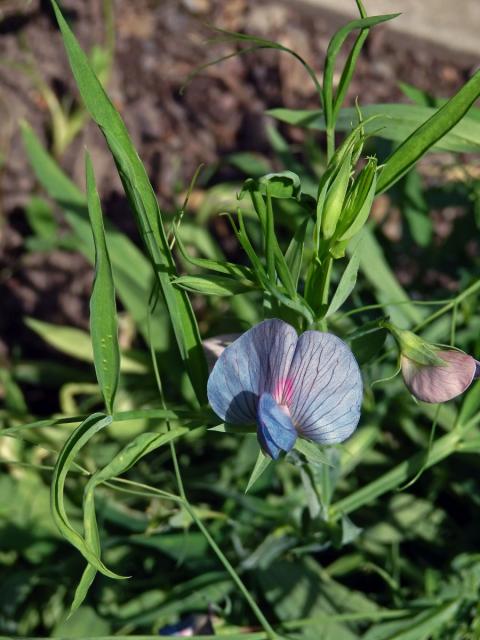 Hrachor cizrnový (Lathyrus cicera L.)