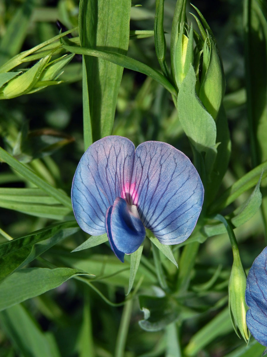 Hrachor cizrnový (Lathyrus cicera L.)