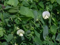 Hrachor (Lathyrus aphaca var. pseudoaphaca (Boiss.) Dav.)