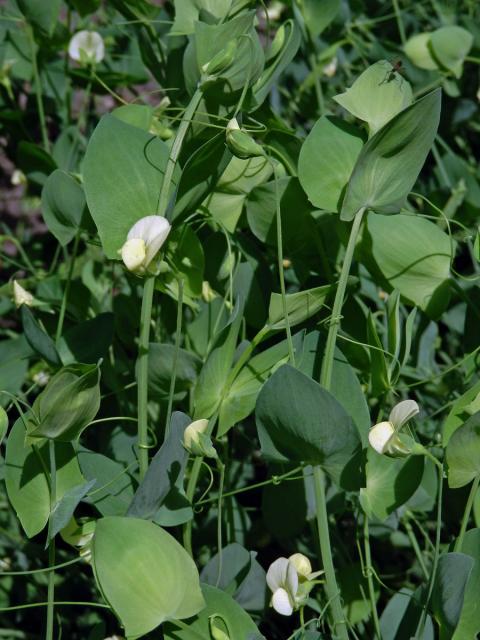 Hrachor (Lathyrus aphaca var. pseudoaphaca (Boiss.) Dav.)