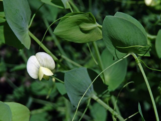 Hrachor (Lathyrus aphaca var. pseudoaphaca (Boiss.) Dav.)