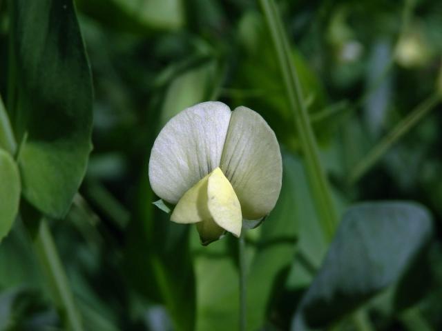 Hrachor (Lathyrus aphaca var. pseudoaphaca (Boiss.) Dav.)