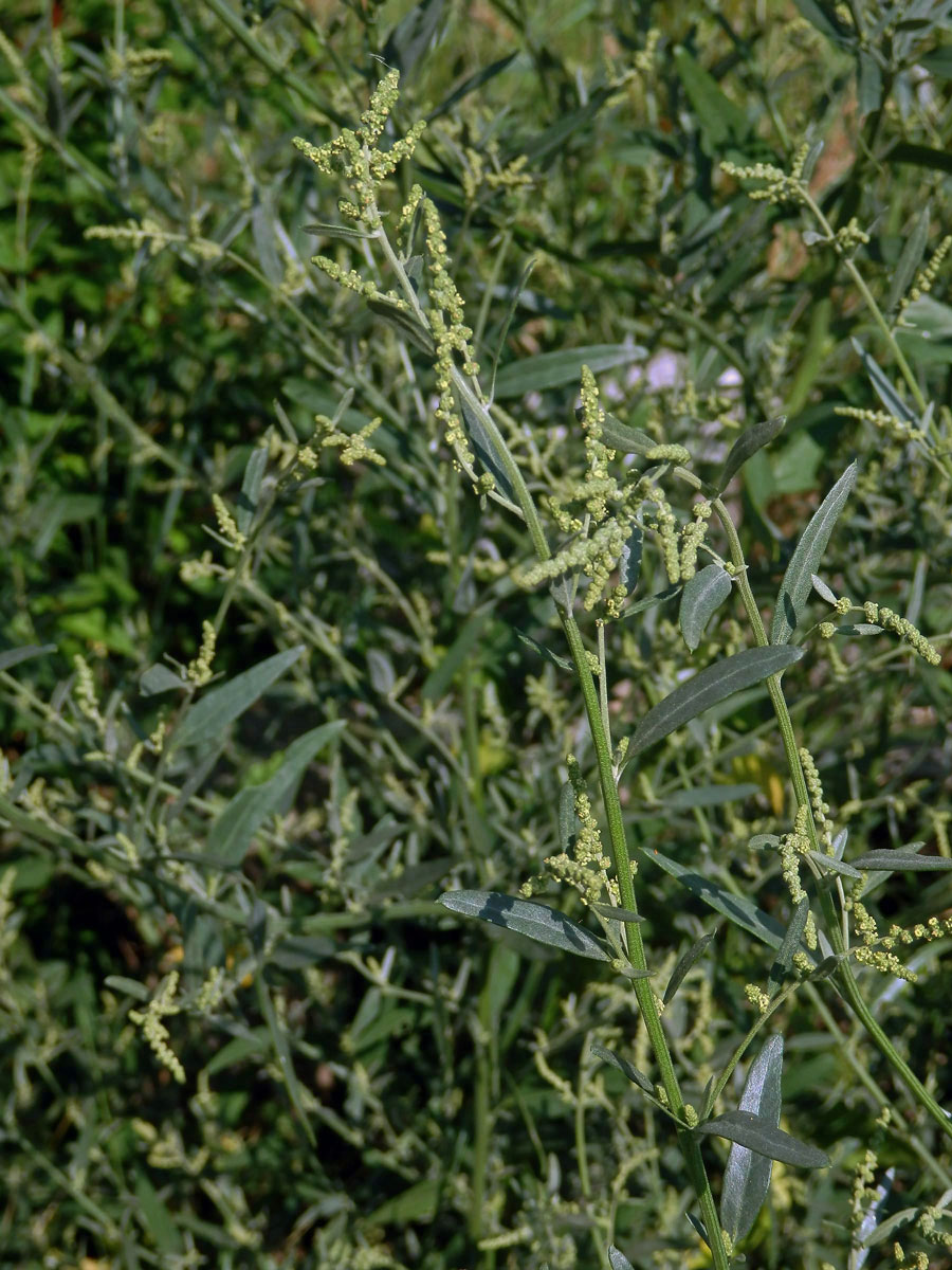 Lebeda větevnatá (Atriplex patula L.)