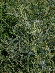 Lebeda větevnatá (Atriplex patula L.)