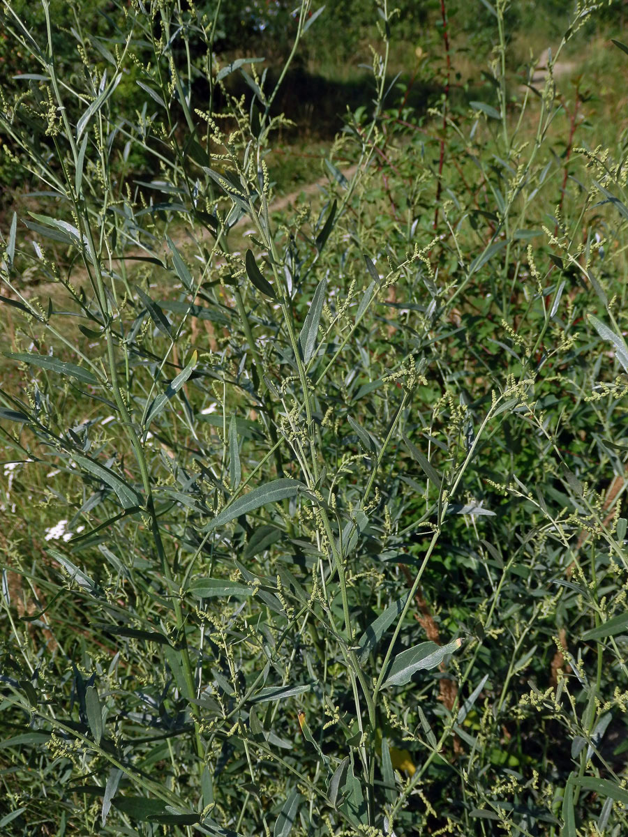 Lebeda větevnatá (Atriplex patula L.)