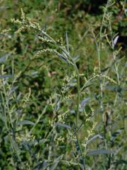 Lebeda větevnatá (Atriplex patula L.)