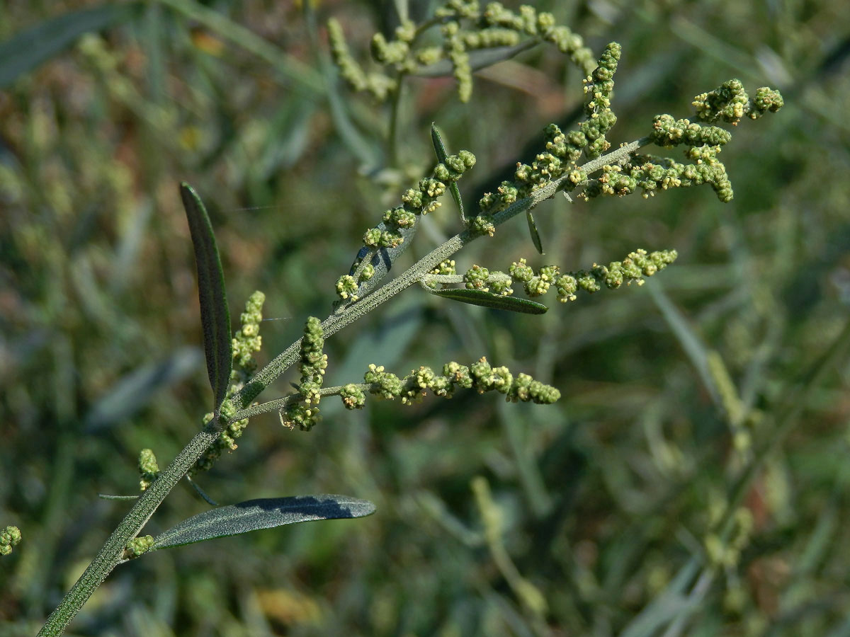 Lebeda větevnatá (Atriplex patula L.)