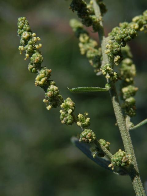 Lebeda větevnatá (Atriplex patula L.)