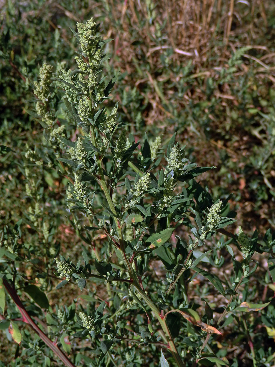 Merlík tuhý (Chenopodium strictum Roth)