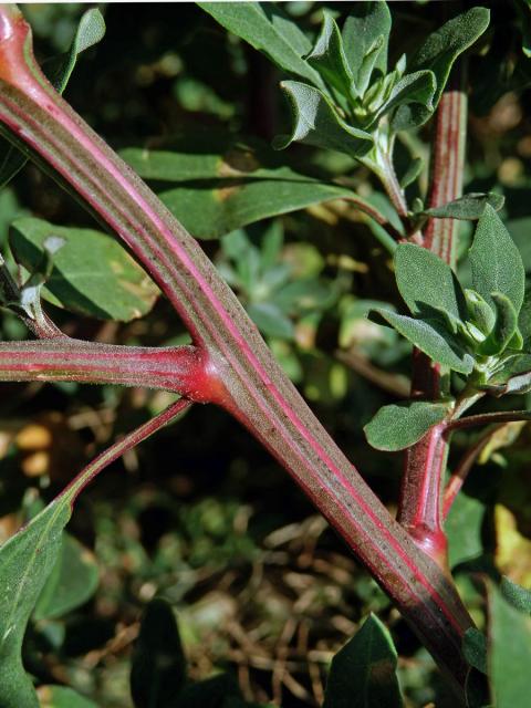 Merlík tuhý (Chenopodium strictum Roth)