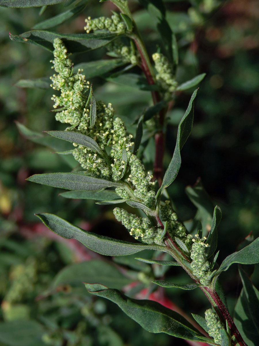 Merlík tuhý (Chenopodium strictum Roth)