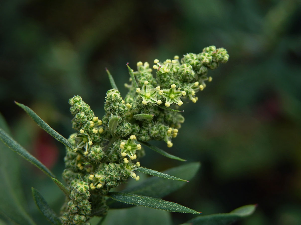 Merlík tuhý (Chenopodium strictum Roth)