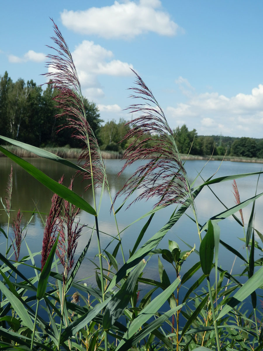 Rákos obecný (Phragmites australis (Cav.) Steud)