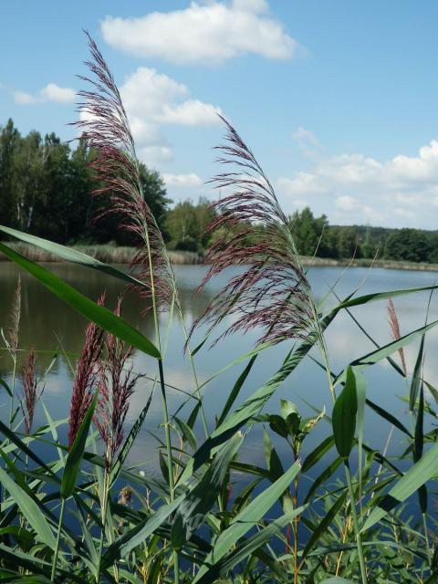 Rákos obecný (Phragmites australis (Cav.) Steud)