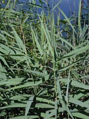 Rákos obecný (Phragmites australis (Cav.) Steud)