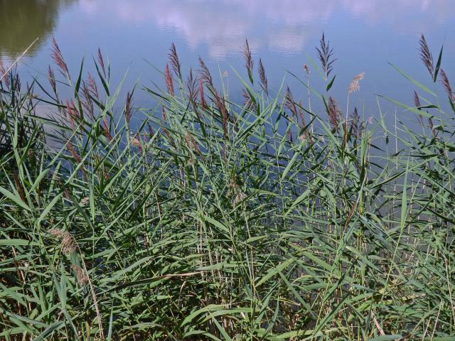 Rákos obecný (Phragmites australis (Cav.) Steud)