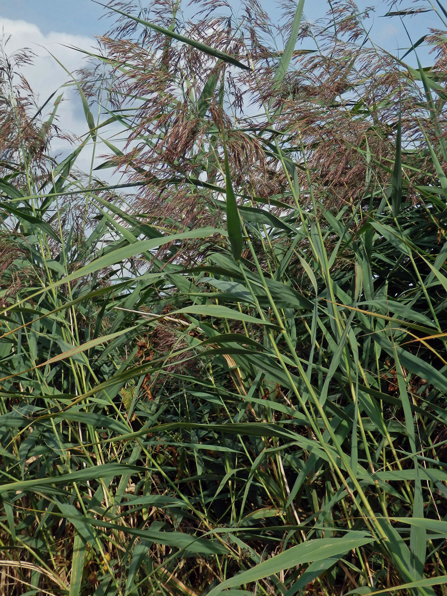 Rákos obecný (Phragmites australis (Cav.) Steud)