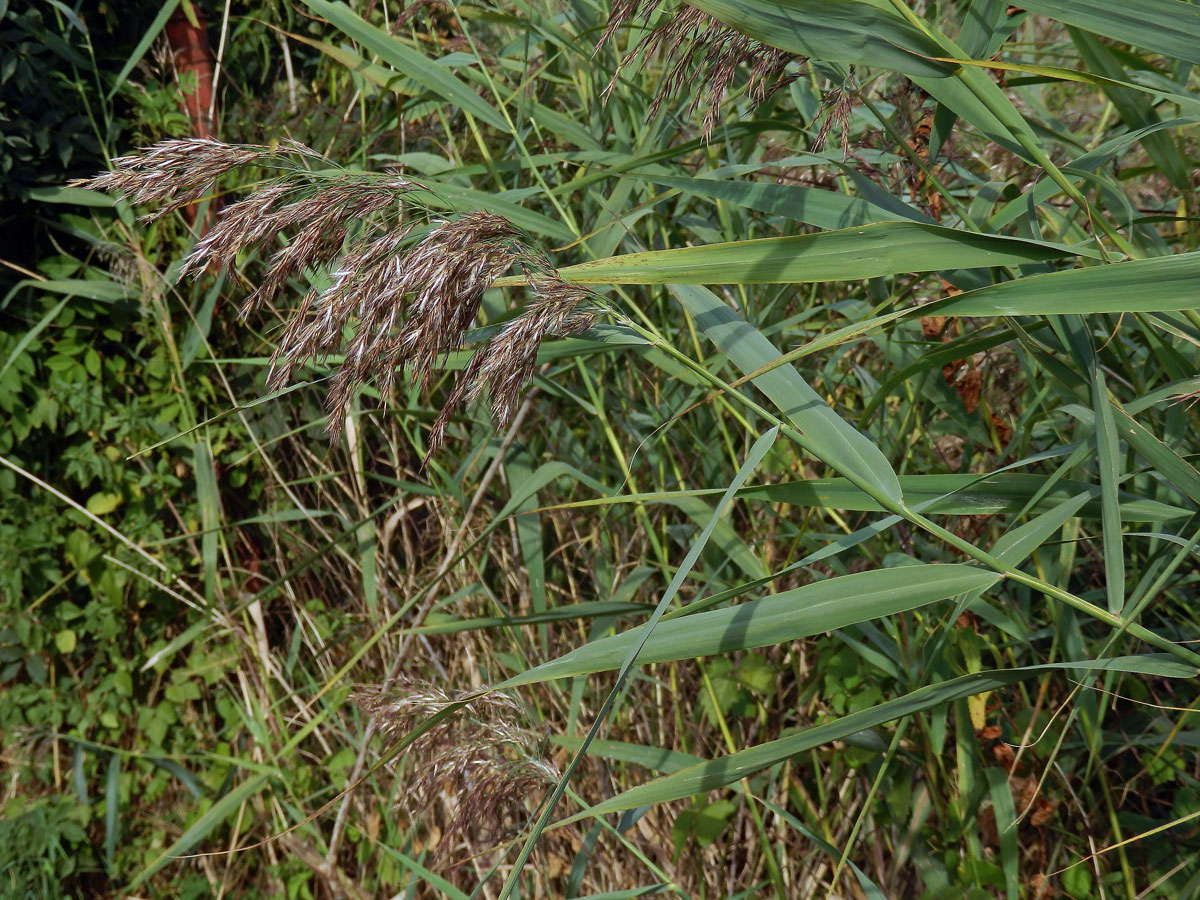 Rákos obecný (Phragmites australis (Cav.) Steud)