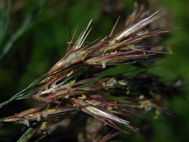 Rákos obecný (Phragmites australis (Cav.) Steud)