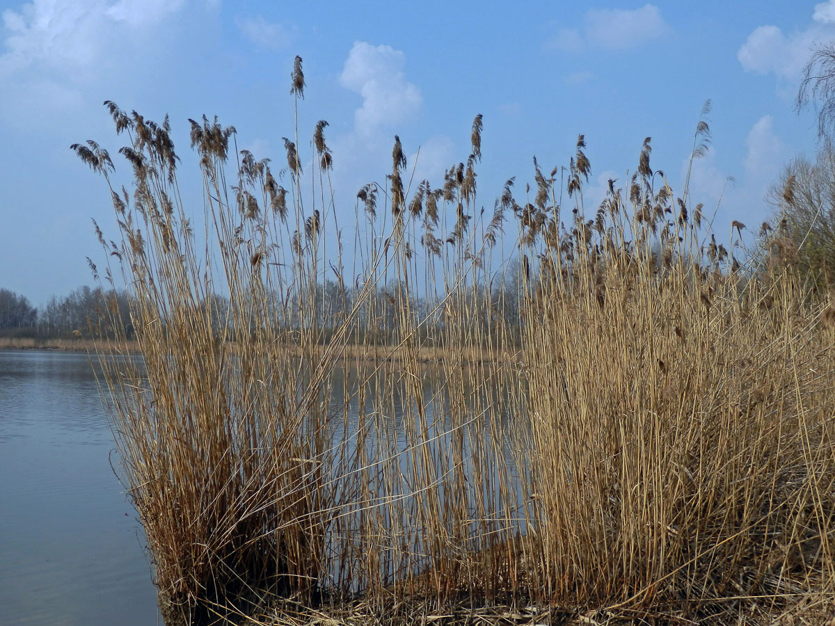 Rákos obecný (Phragmites australis (Cav.) Steud)