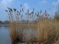 Rákos obecný (Phragmites australis (Cav.) Steud)