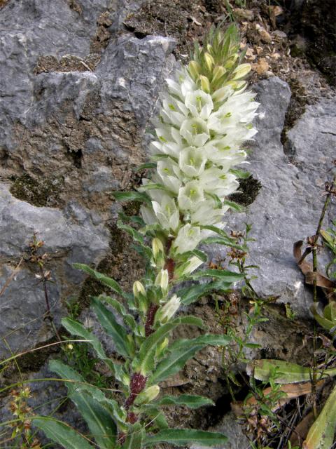 Zvonek žlutokvětý (Campanula thyrsoides L.)